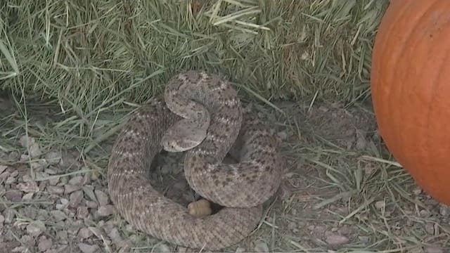 Warmer temps bring rattlesnakes out on Halloween