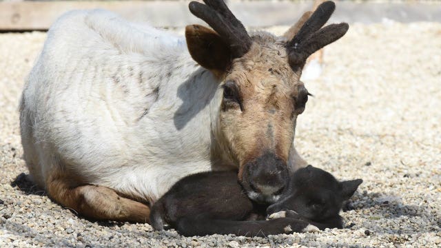 Reindeer fawn born at Brookfield Zoo