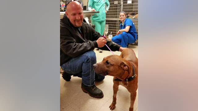 Remi the Dog Comes Home