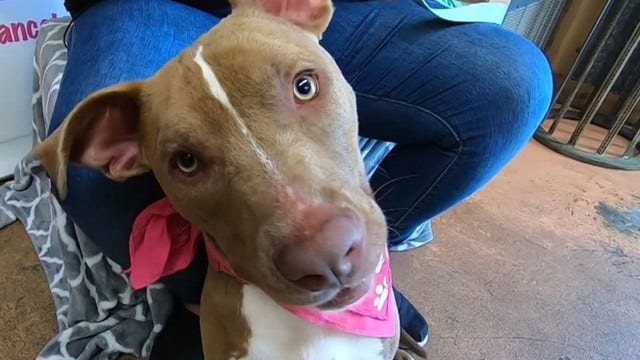 3 abused and neglected dogs miraculously transformed, thanks to unique dog rescue group