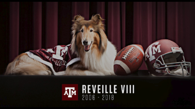 Former Texas A&M mascot Reveille VIII dies at 12