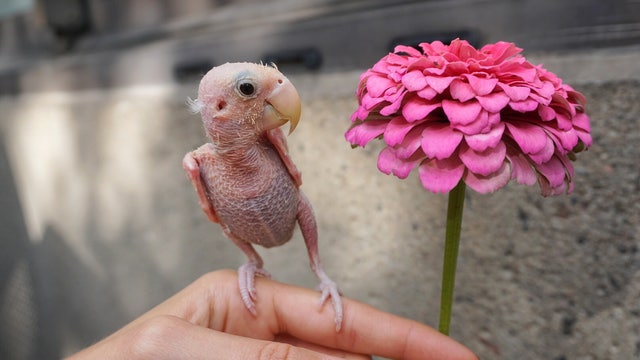 Bird receives handmade sweaters after losing feathers to rare illness