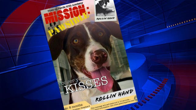 Humane Society members distraught over 'miscommunication' resulting in dog's death