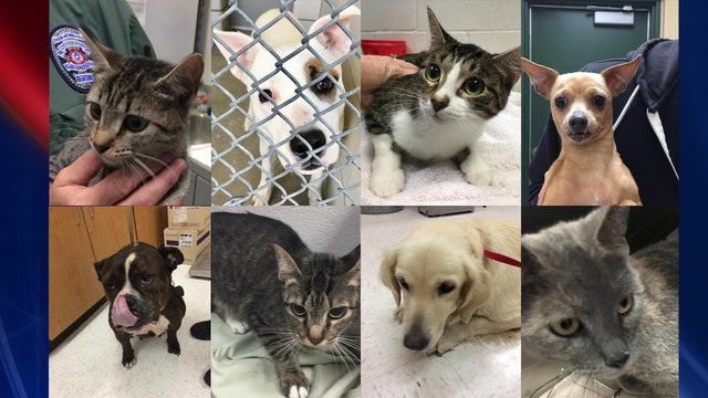 Rosenberg Animal Shelter offers half-priced adoptions in April