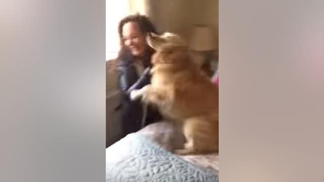 Dog reunited with owner after seven months apart