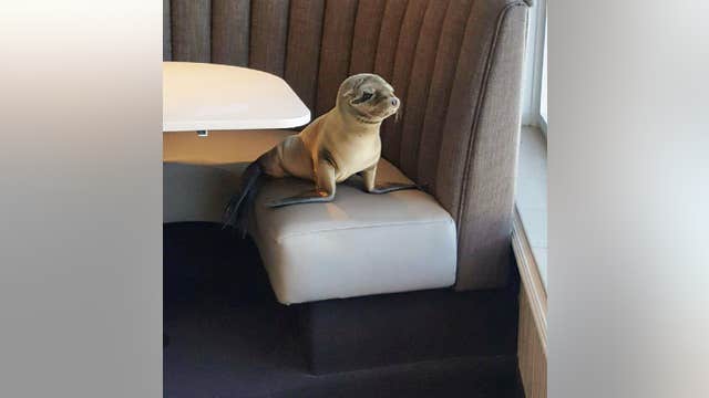 An unexpected guest  visits a San Diego seafood restaurant