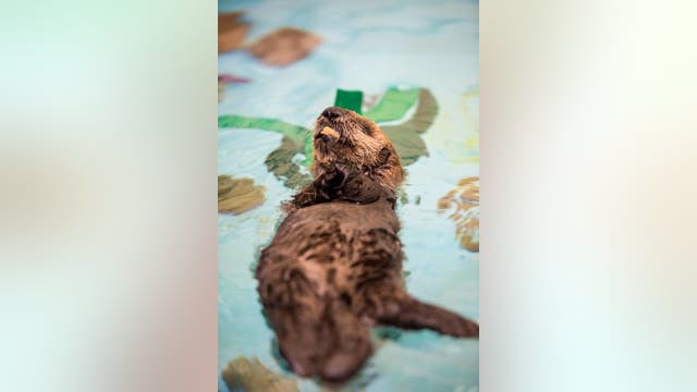 Stranded sea otter pup begins to recover, will go to new home
