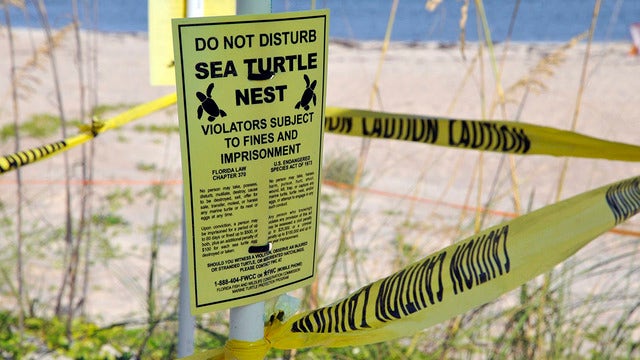Survey: 8,000 turtle nests washed out by Dorian in Florida