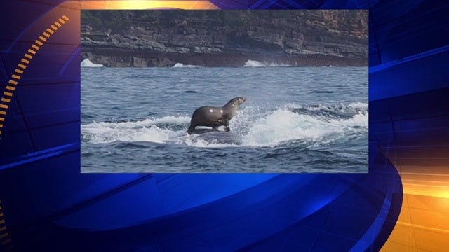 Seal photographed hitching a ride on a whale
