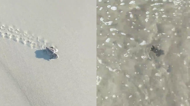 Tiny turtle hatchling gets helping hand on way to sea