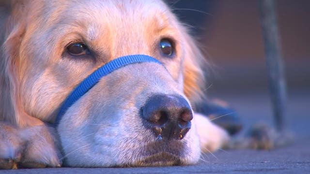 Service dog changes life of Army veteran with PTSD