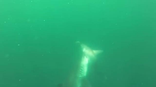 Shark fight in Gulf of Mexico caught on camera