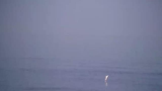 Video: Great White shark leaps out of water at Ocean Beach
