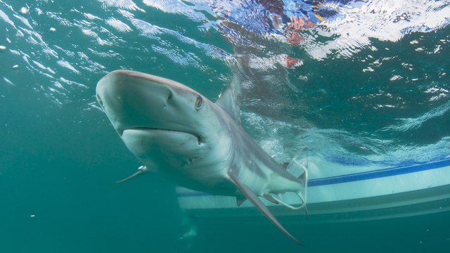 Shark migration season kicks off, but numbers are down