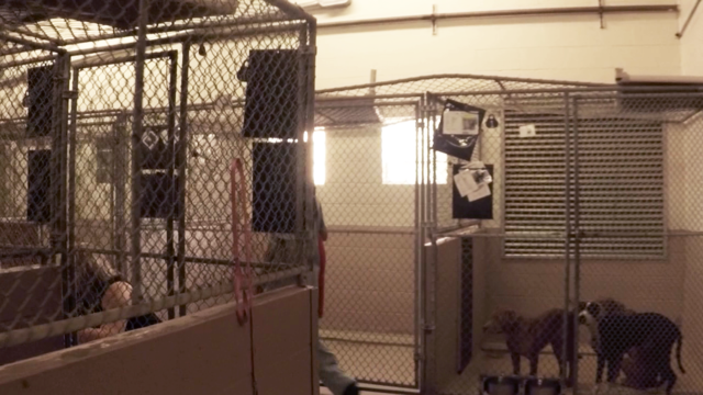 Free adoptions at Harris County Animal Shelter through July 3