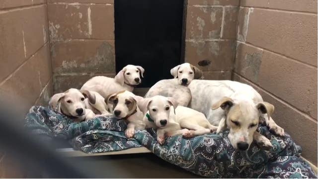 Harris County Animal Shelter asks for fosters, adopters to help animals affected by Imelda