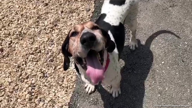 Arlington shelter dog dying of cancer living out bucket list