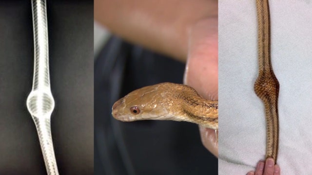 Snake recovers after swallowing ping pong ball