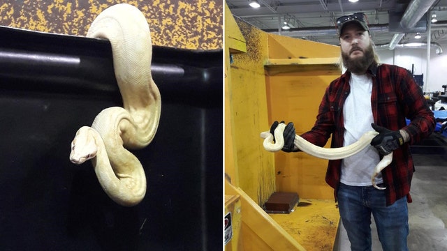 Albino python found in Goodwill donation bin