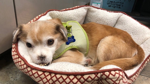 No nose, big heart: Impaired dog 'Sniffles' up for adoption