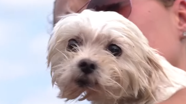 Small dog survives Hurricane Florence floating on a couch for nearly a week