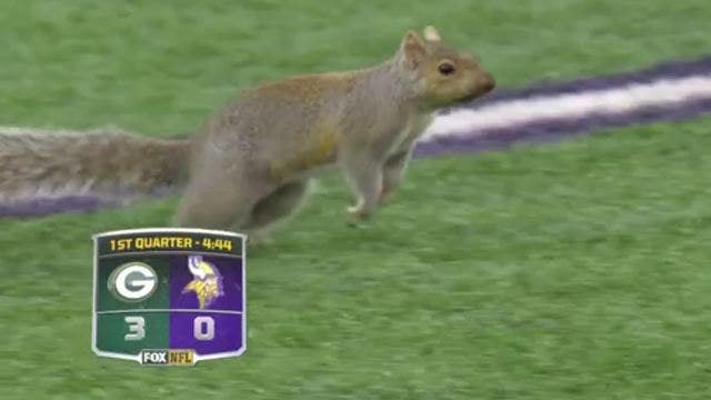 Squirrel steals the spotlight at Vikings vs. Packers game