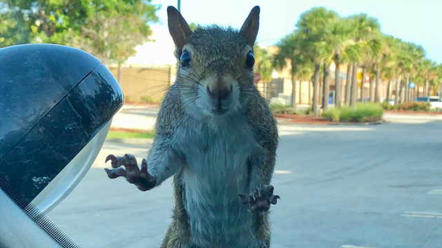 Squirrel tries to 'carjack' patrol car but flees