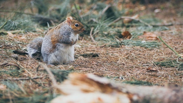 Police: Squirrel blamed for vandalizing Christmas lights in NJ