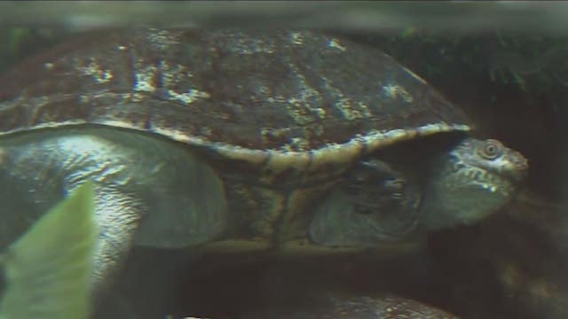 Police search for suspect accused of stealing turtle from Houston Zoo