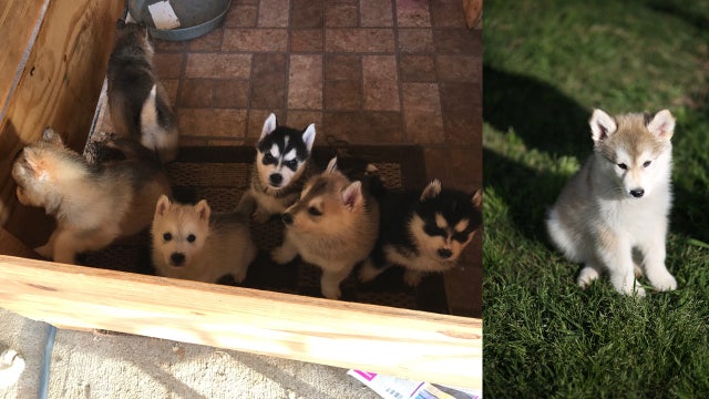 2 men charged in stolen puppies case