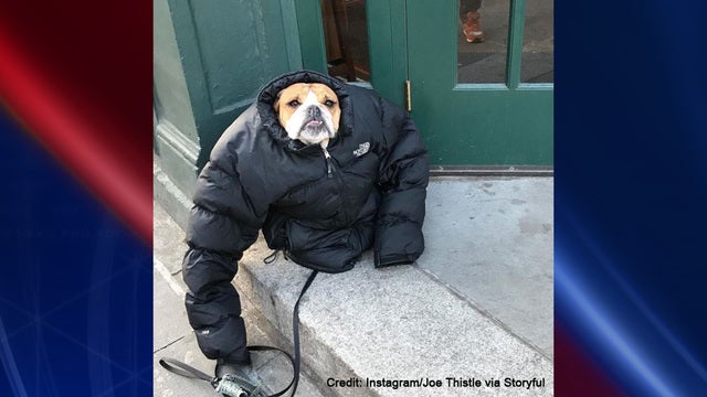 Dog wearing a jacket is everyone anxiously awaiting the summer