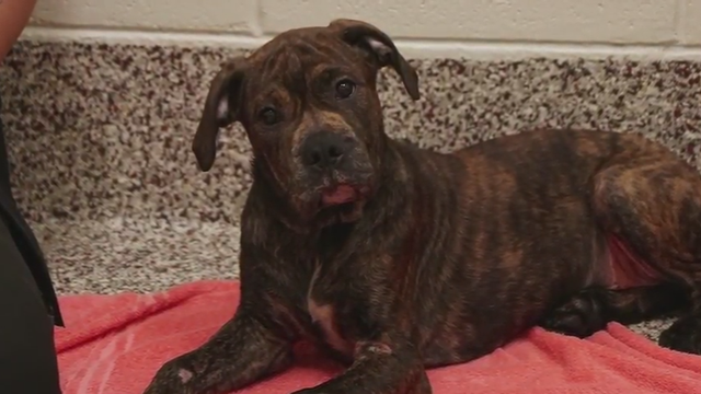 3-month-old puppy dragged because it 'wouldn't walk on leash'