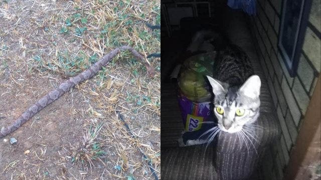 Tennessee man, 81, saved by shelter cat when venomous snake slithers in