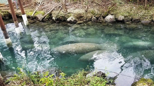 Hundreds of manatees seek warmth in Three Sisters Springs
