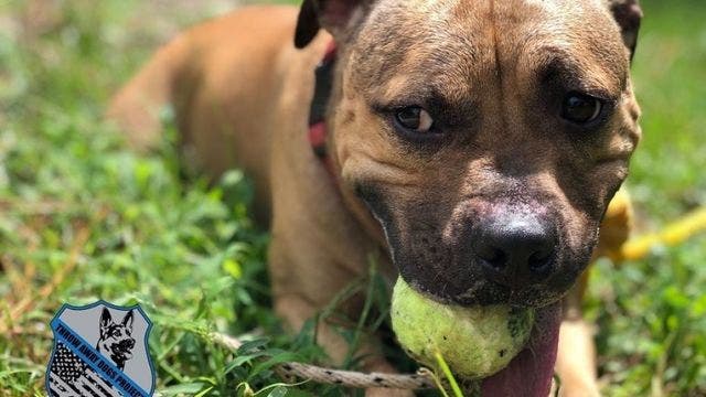 Pit bull rescued from fighting ring now training for police force