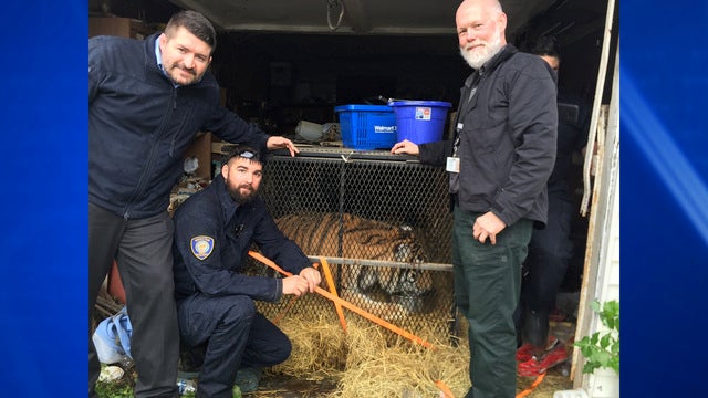 Transcript released of call that led to tiger found inside home