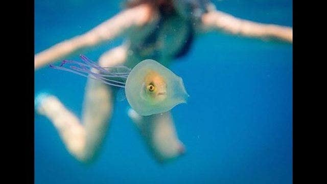 This little fish isn't having a good day