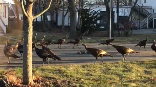 Wild turkeys caught on video circling dead cat