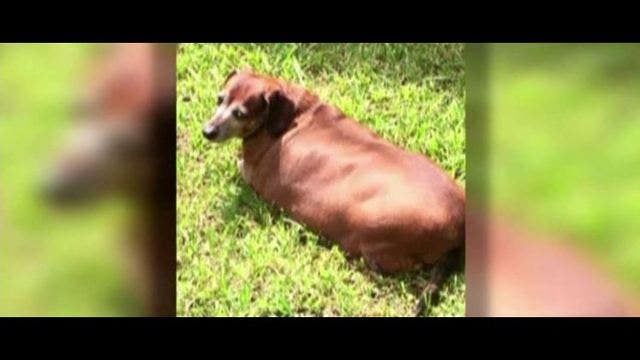 See how 'Vincent' the Daschund lost 20+ pounds