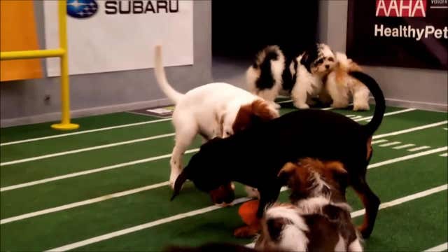 Puppy Bowl 2017 highlights three pups with special needs
