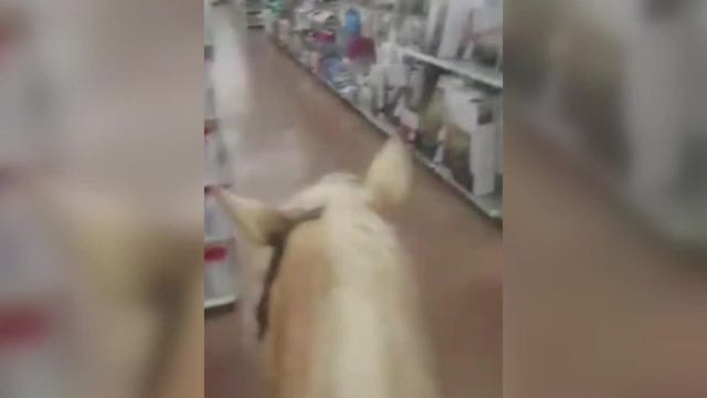 Video captures man riding horse through Houston Walmart