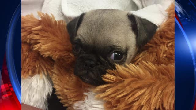 Houston animal rescue groups warn against man selling sick puppies