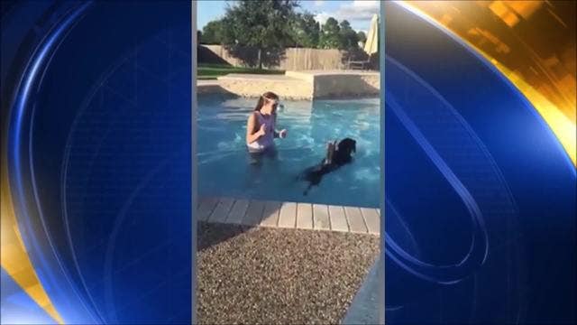 Yorkie jumps on black Labrador's back to cross pool