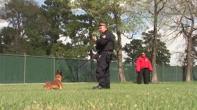 2 days, 2 human officers bitten by canine counterparts -- common or rare?