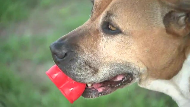 Shelter capacity may force dogs to be euthanized