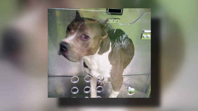 Five students bitten by stray dog at YES Prep Southeast