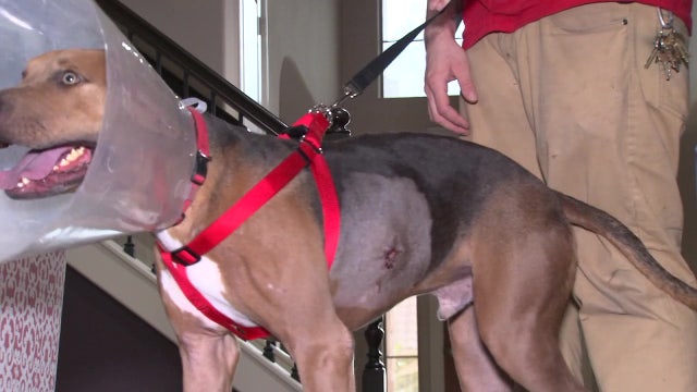 Dog miraculously survives two gunshot wounds