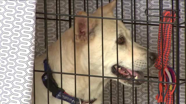Astros' pitcher McCullers helps send homeless pets to new homes in California