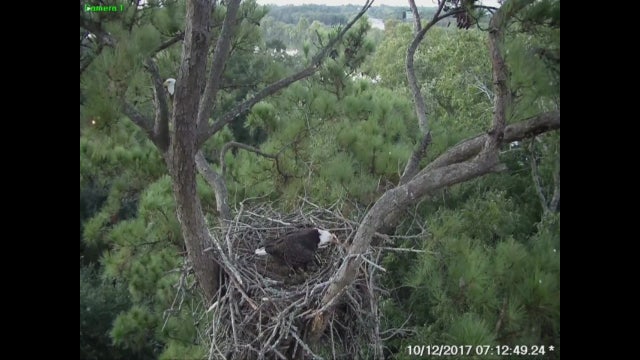 Keeping watch over the eagles in Webster