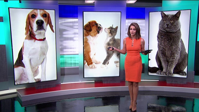 Cats or dogs -- which are smarter?